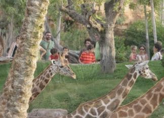 El Bioparc de Valencia te acerca a la fauna africana