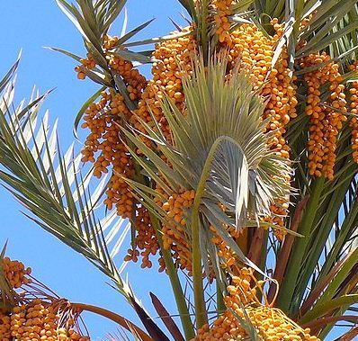 Phoenix dactylifera (palma datilera)