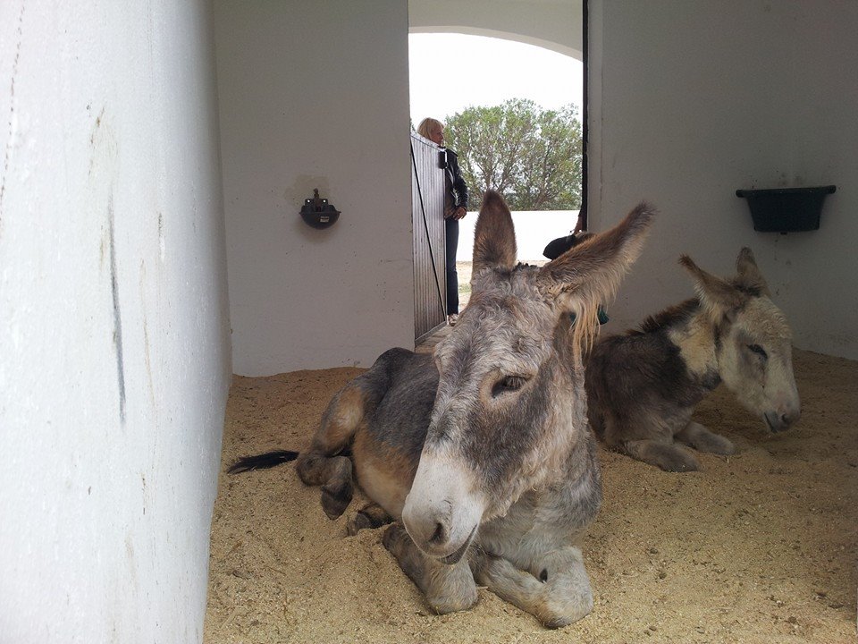 Baptism of two baby donkeys in Cañada del Sol Equestrian Center