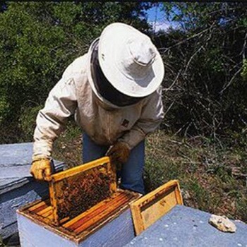 Mit Führer zu den Bienenstöcken im Naturpark
