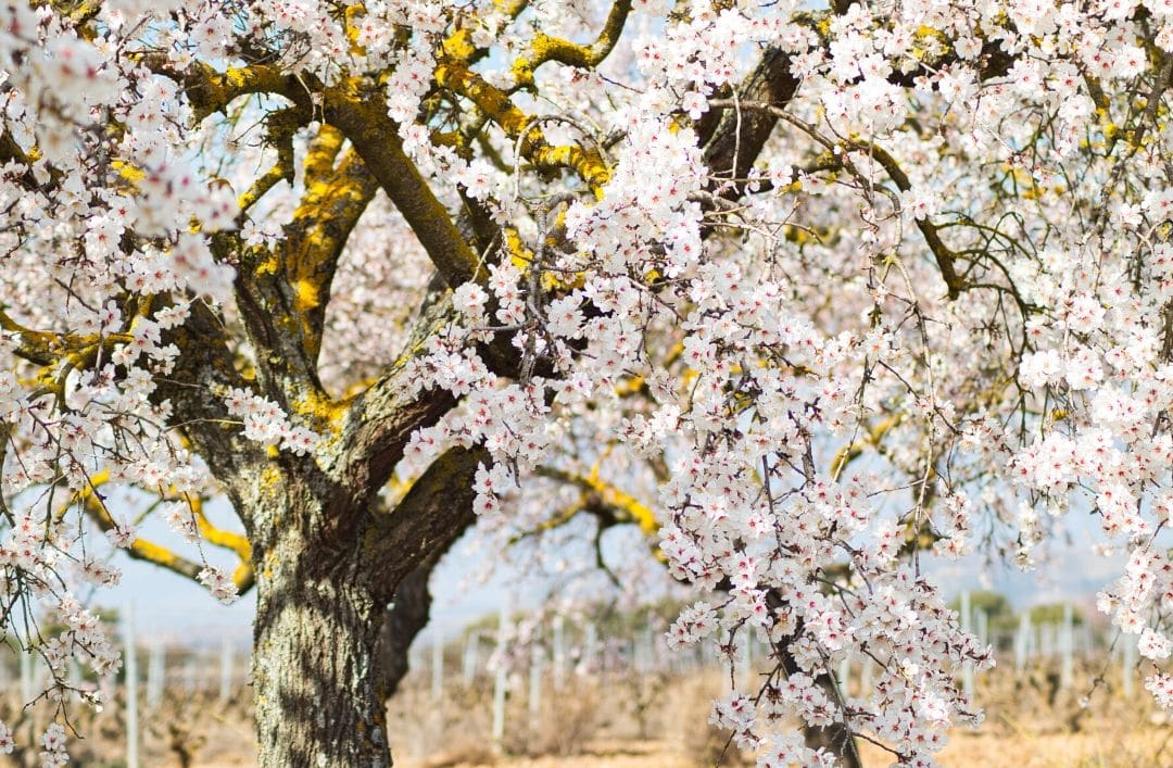 ¡Da la bienvenida a la primavera con “Feslalí, Alcalalí en flor”!