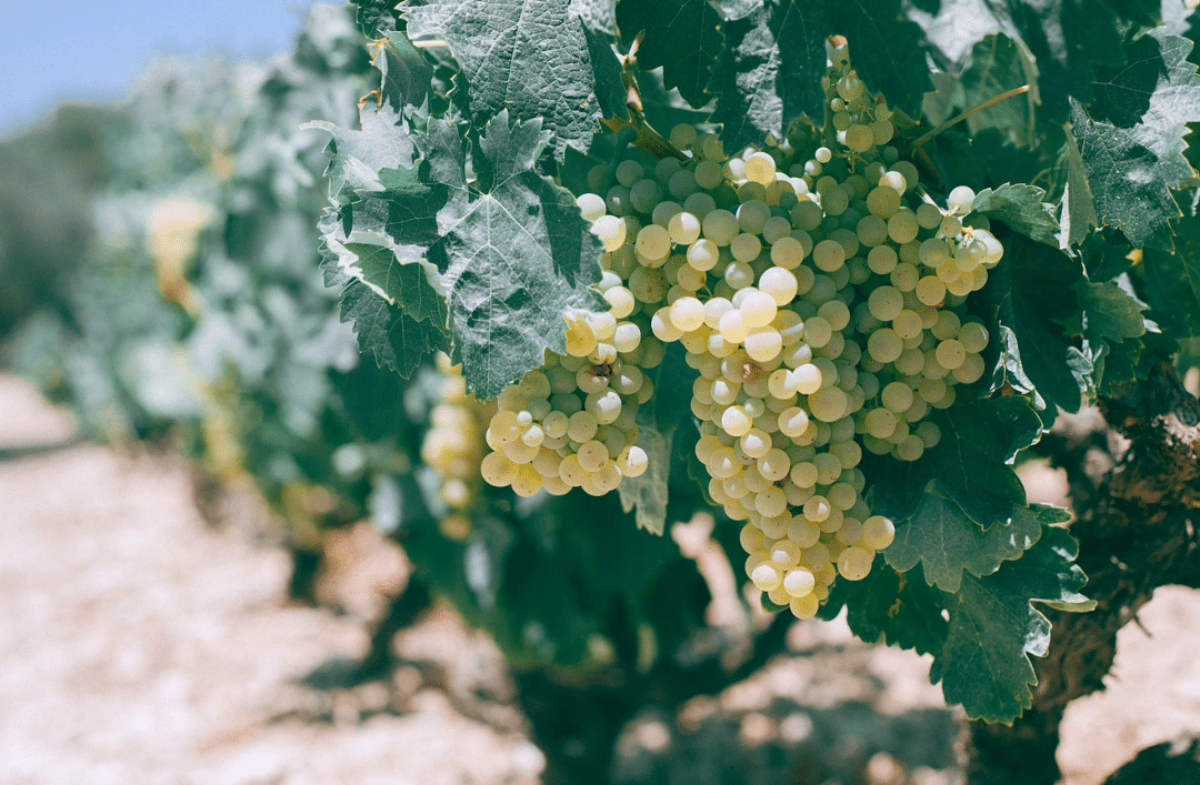 Œnotourisme sur la Costa Blanca : arrêts obligatoires pour les amateurs de vin