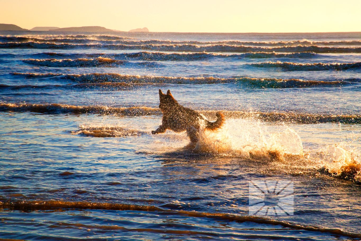 Ontdek de hondvriendelijke stranden van de Costa Blanca Noord